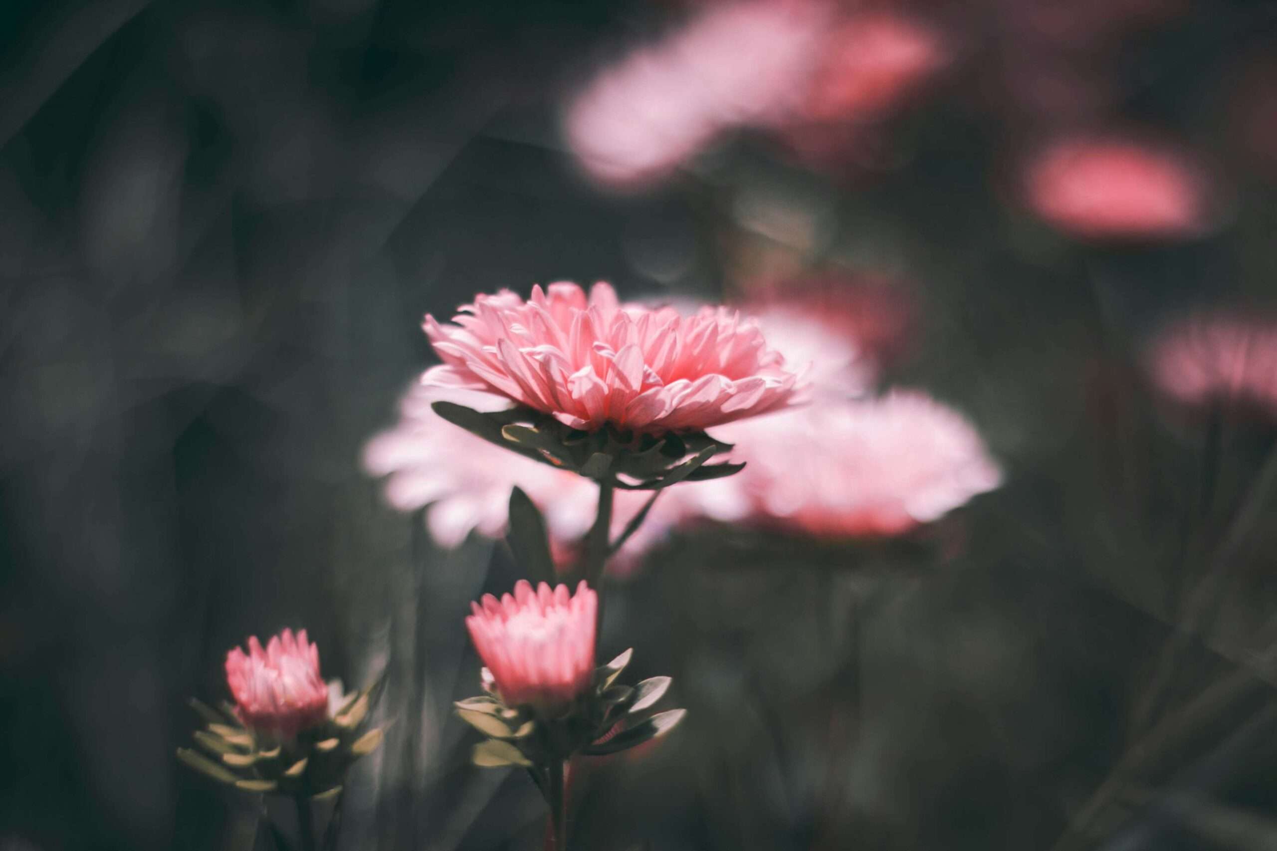 slow flowers 1