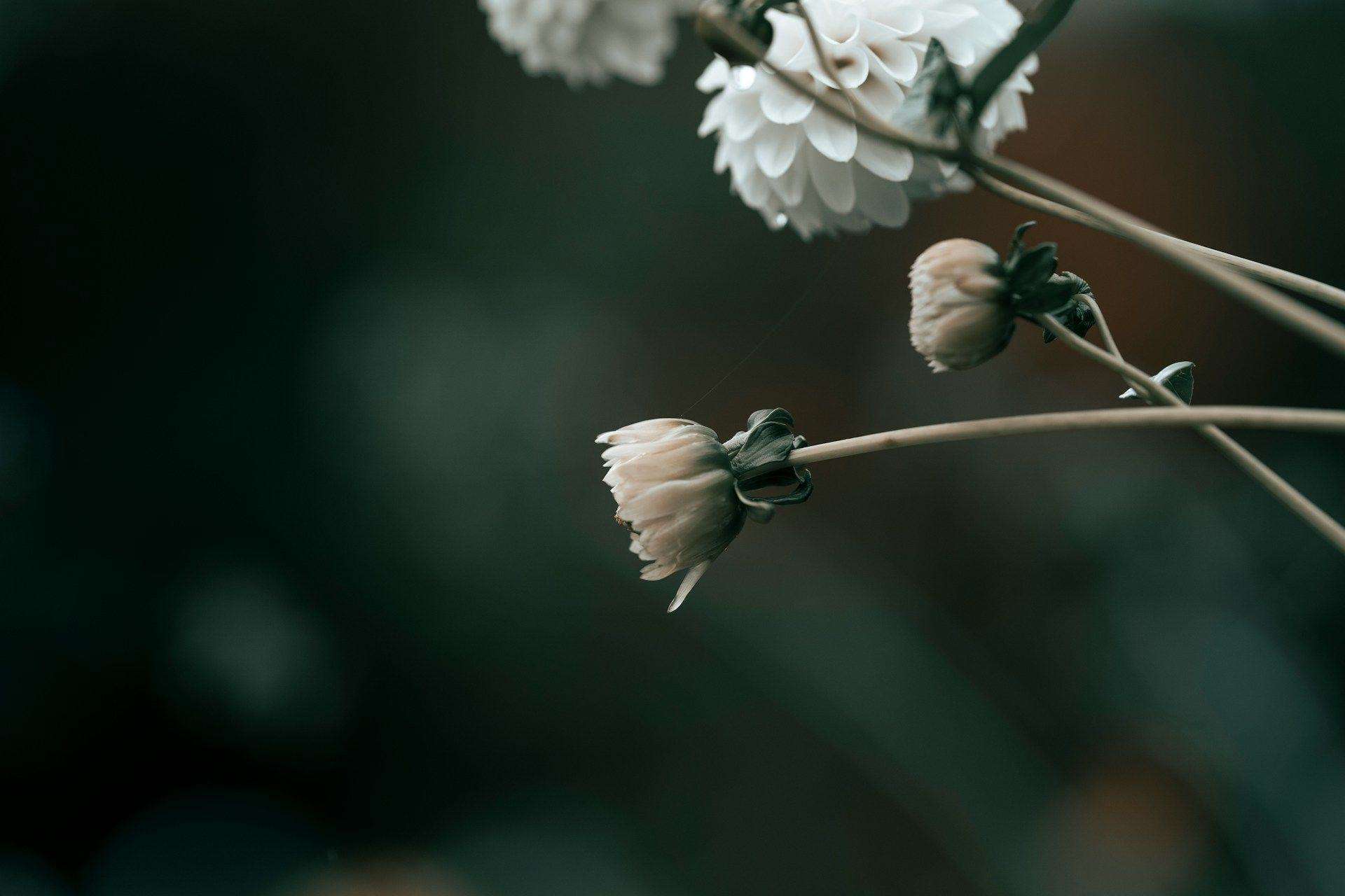 slow flowers
